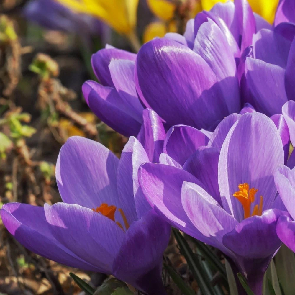 Thompson and Morgan Crocus Dutch Purple Planting Bulb 40 Pack Image 2