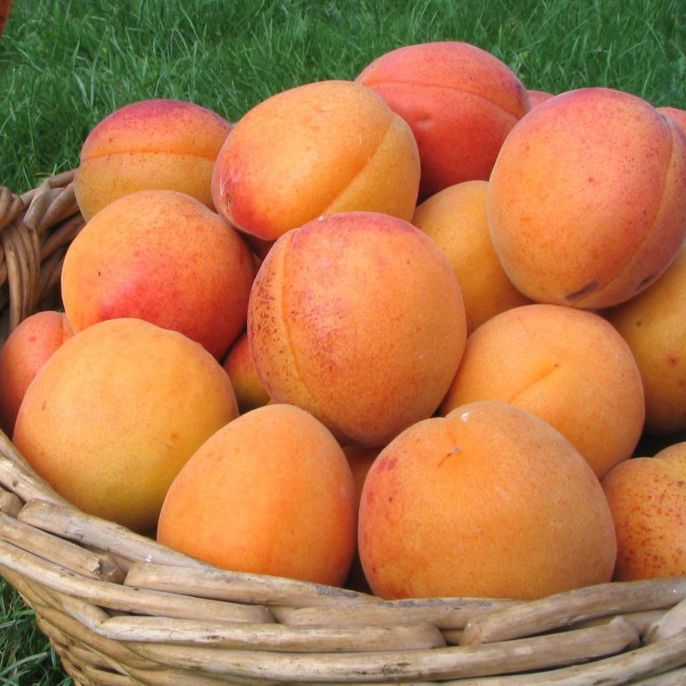 Thompson and Morgan Apricot Flavourcot Bare Root Tree 2 Pack Image 2