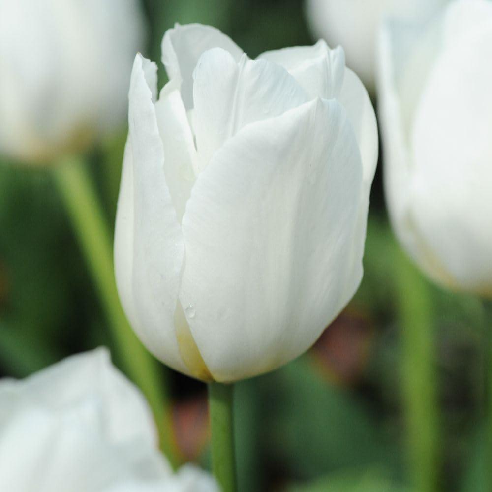 Thompson and Morgan Tulip White Dream Planting Bulb 16 Pack Image 1