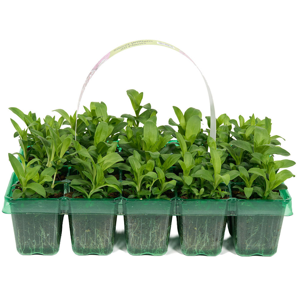 Pack of 20 Spring Bedding Plants Image 4