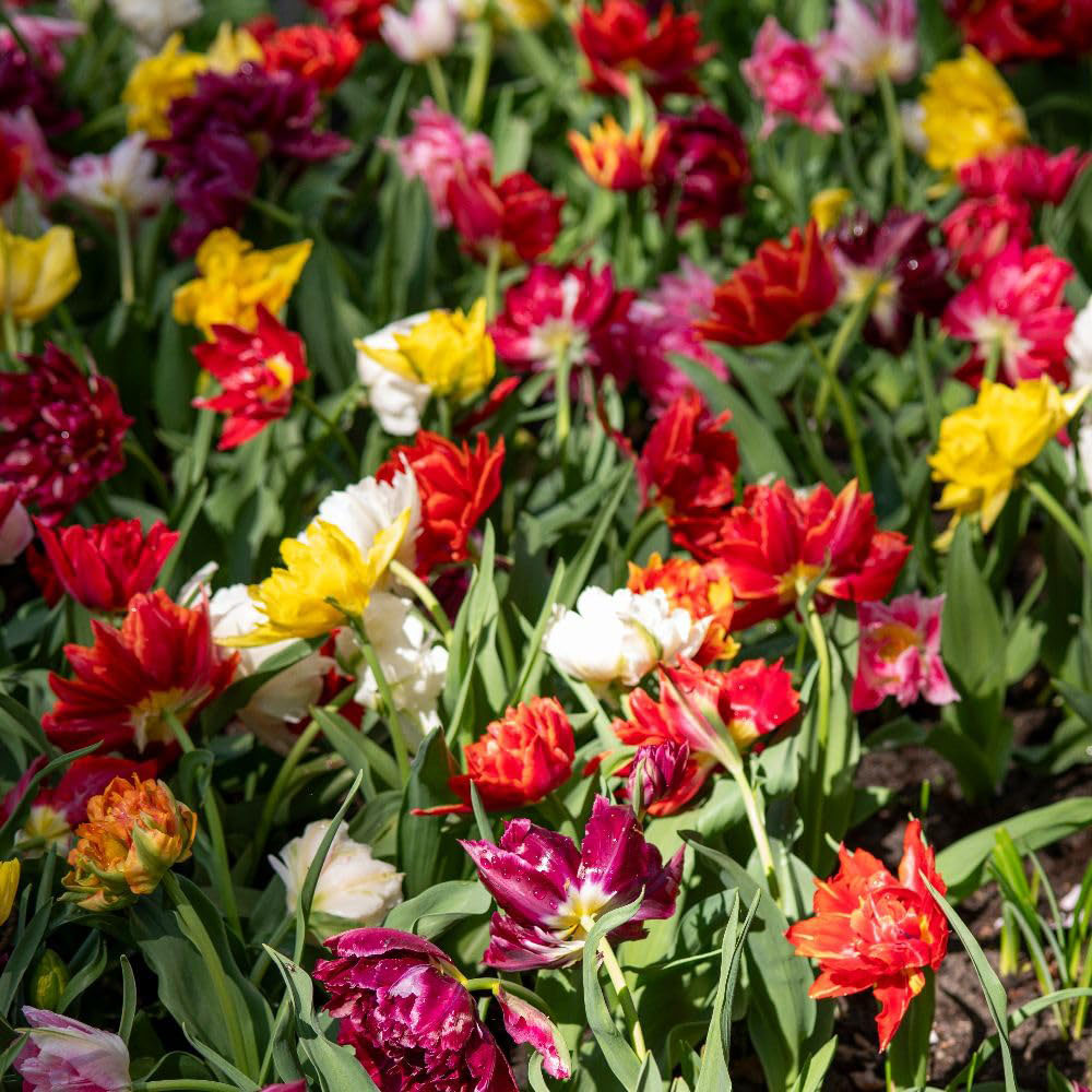 Thompson and Morgan Tulip Murillo Mixed Bulbs 8 Pack Image 1