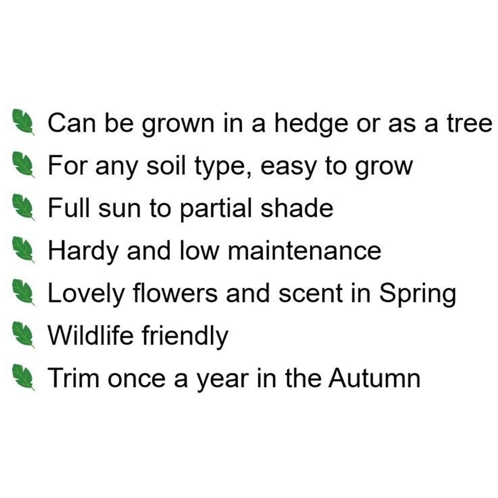 Inspirational Gifting Lime Bare Root Hedge Plant Sapling 2-3ft 10 Pack Image 4