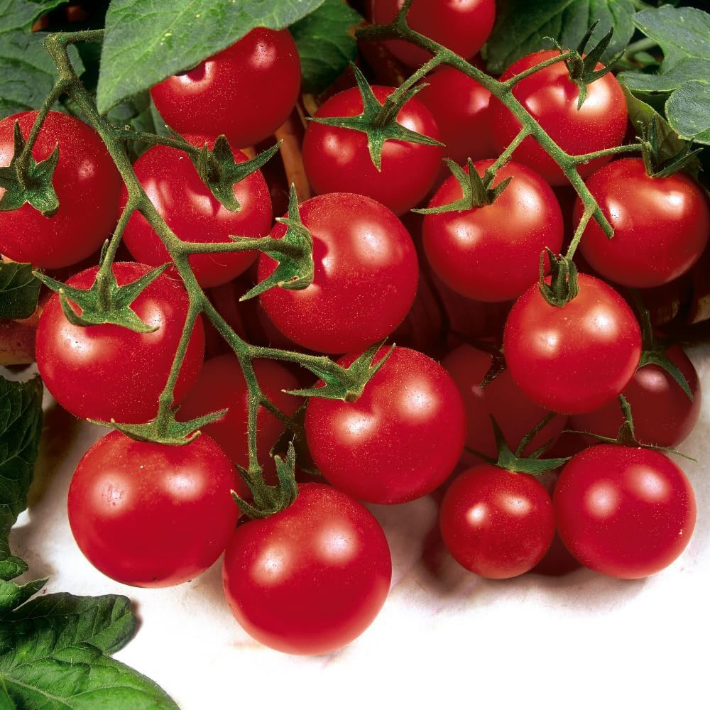 Thompson and Morgan Nurserymans Choice Grafted Tomato Plant Pot 9cm 6 Pack Image 3