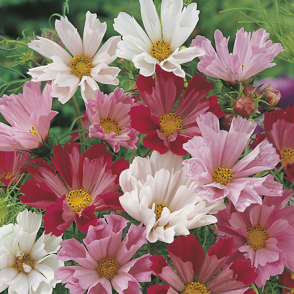 Johnsons Cosmos Sea Shell Mixed Flower Seeds Image 1