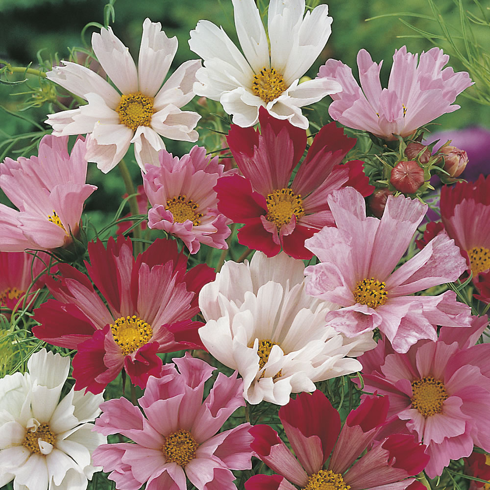 Johnsons Cosmos Sea Shell Flower Seeds Image 1