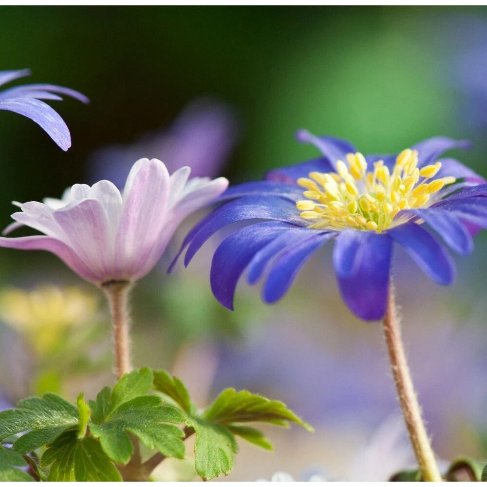 Thompson and Morgan Anemone Blanda Mixed Planting Bulb 160 Pack Image 6