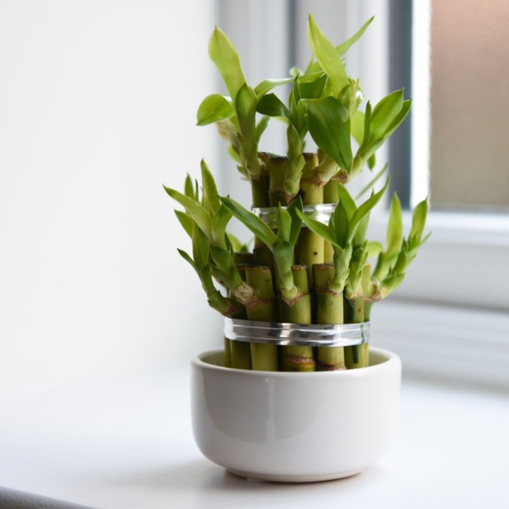 Thompson & Morgan Dracaena Sanderiana Lucky Bamboo 3 Level Potted Plant 10cm Image 2