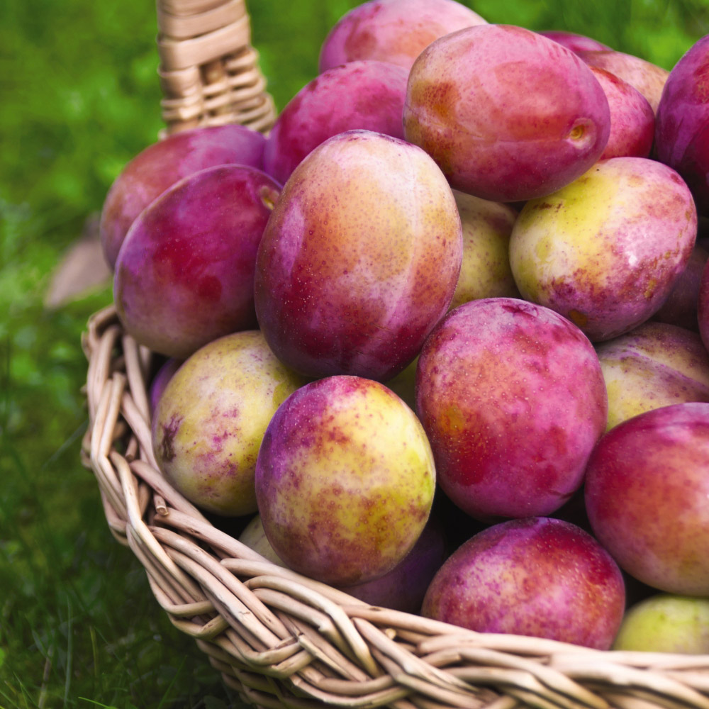 Thompson and Morgan Wonder Tree Plum Victoria Plant in Pot 24cm Image 7