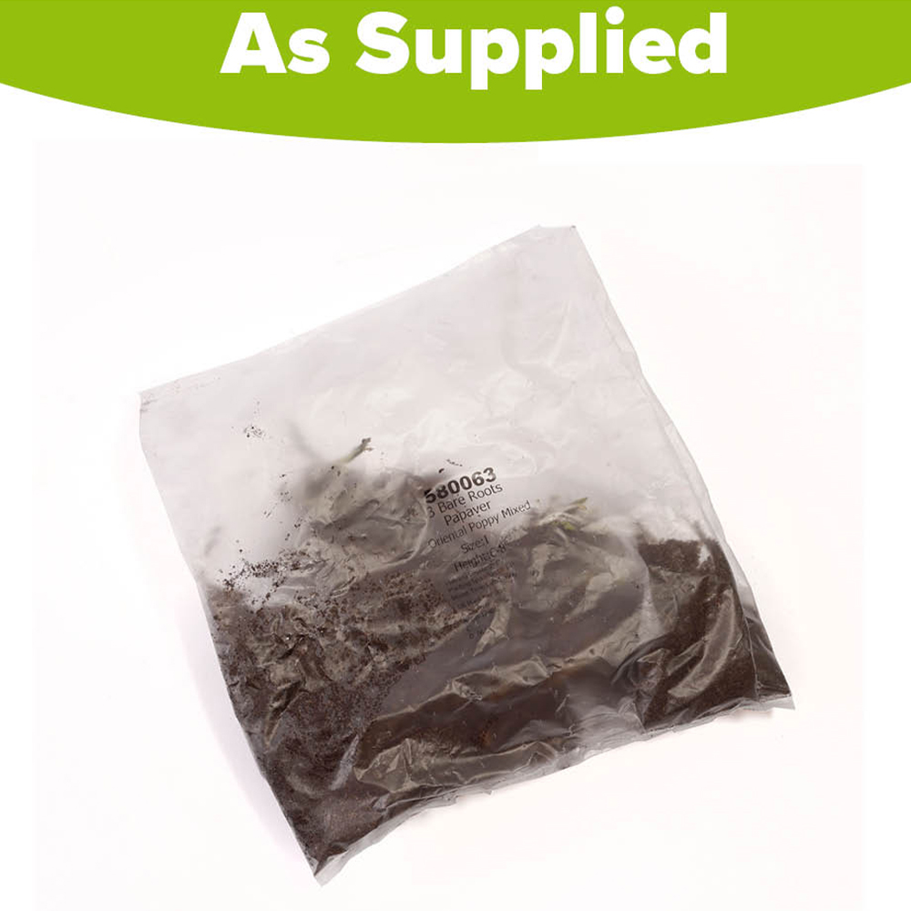 YouGarden Premium Oriental Poppy Collection Bare Root 3 Pack Image 2