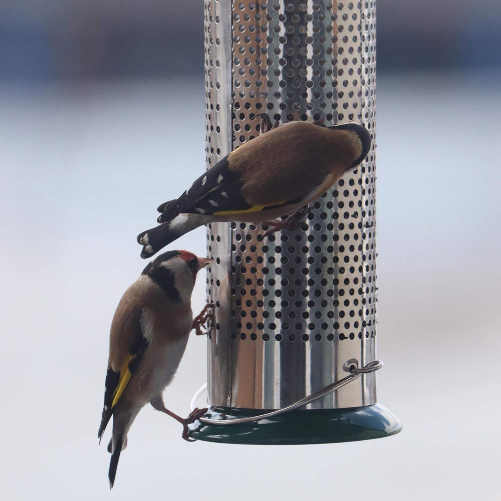 Peckish All Weather Nyjer Seed Bird Feeder Image 3