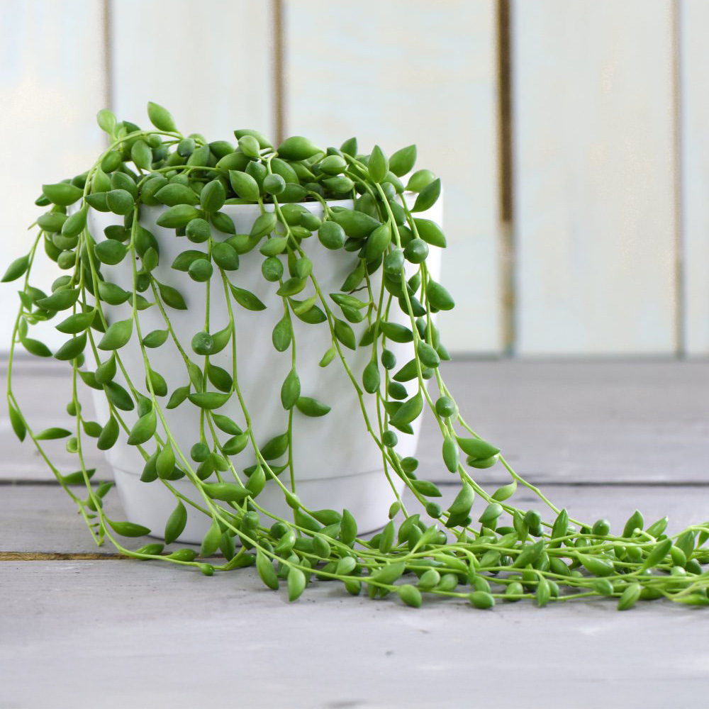Thompson & Morgan Senecio Rowleyanus String of Pearls Potted Plant 14cm 2 Pack Image 1