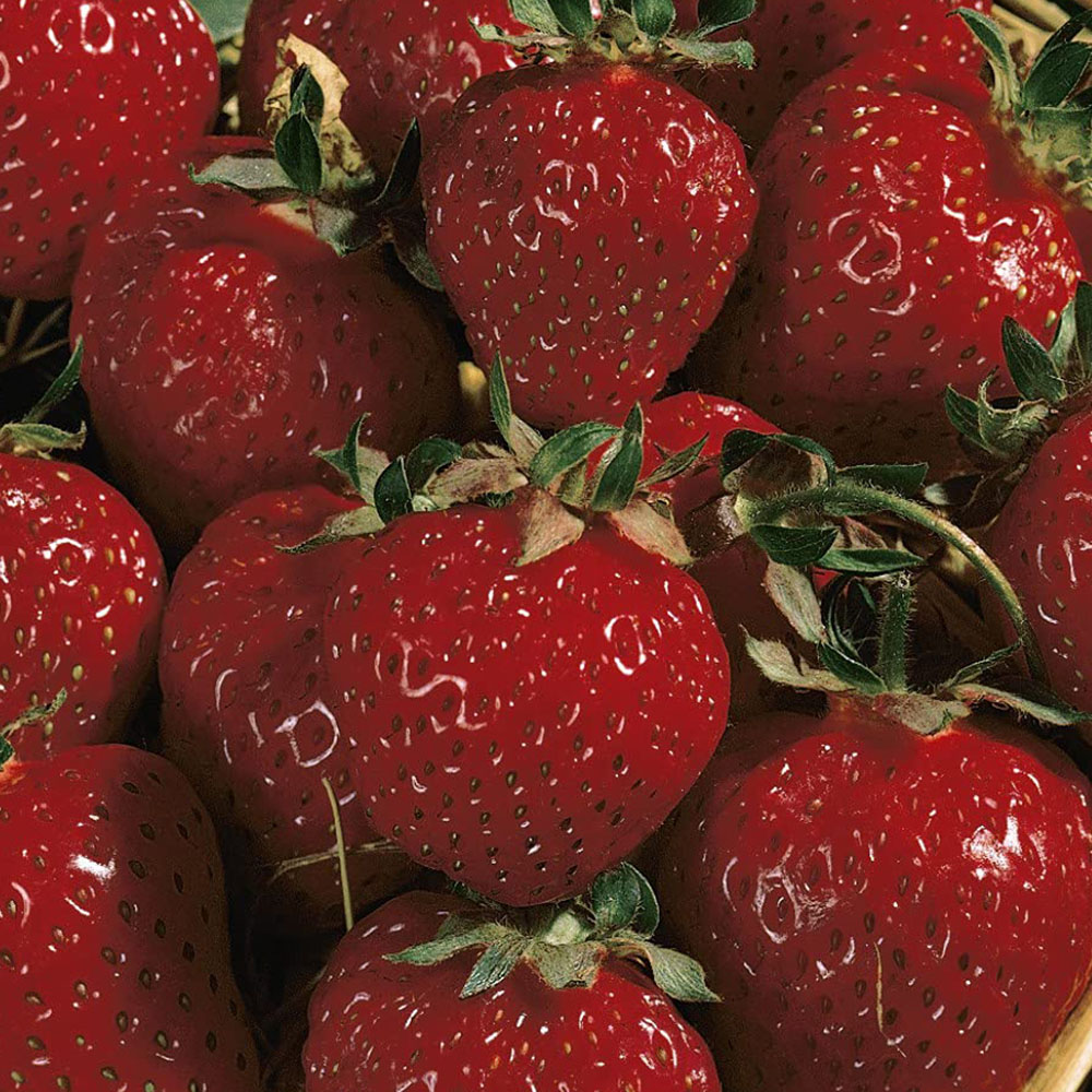 Thompson and Morgan Strawberry Fragaria Honeoye Plant in Pot 9cm 6 Pack Image 4