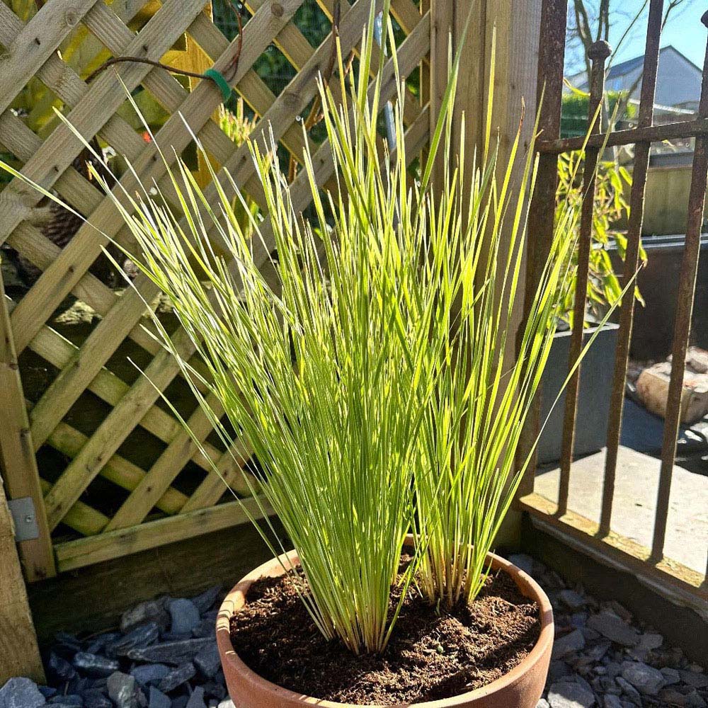 Thompson and Morgan Lomandra Arctic Frost Plant Pot 9cm 2 Pack Image 1