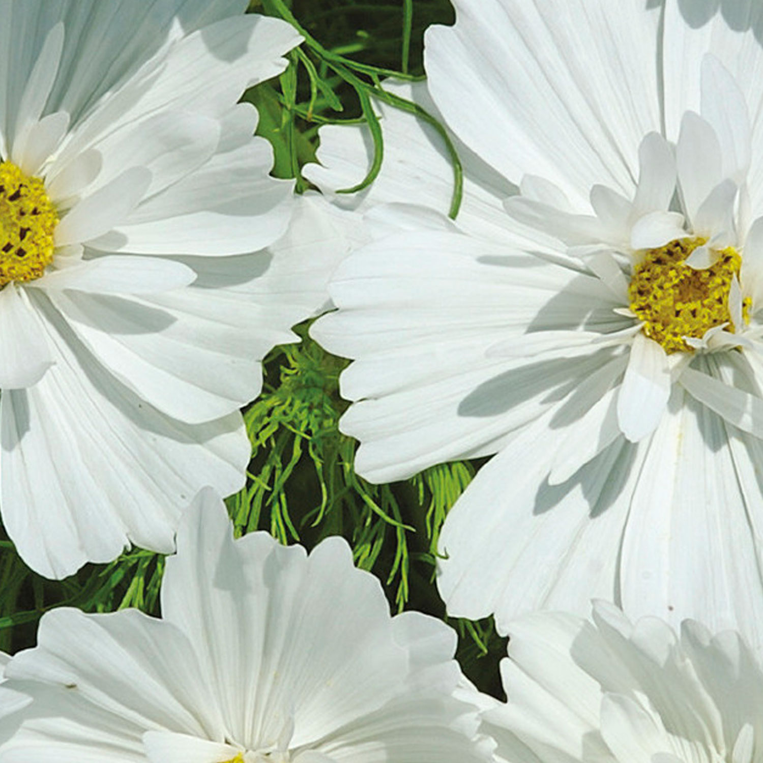 Johnsons Cosmos Psyche White Flower Seeds Image 1