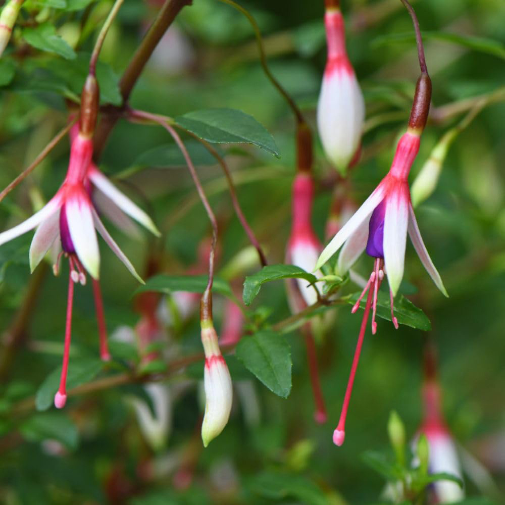 Thompson and Morgan Fuchsia Magellanica Arauco Plant Pot 2L Image 2
