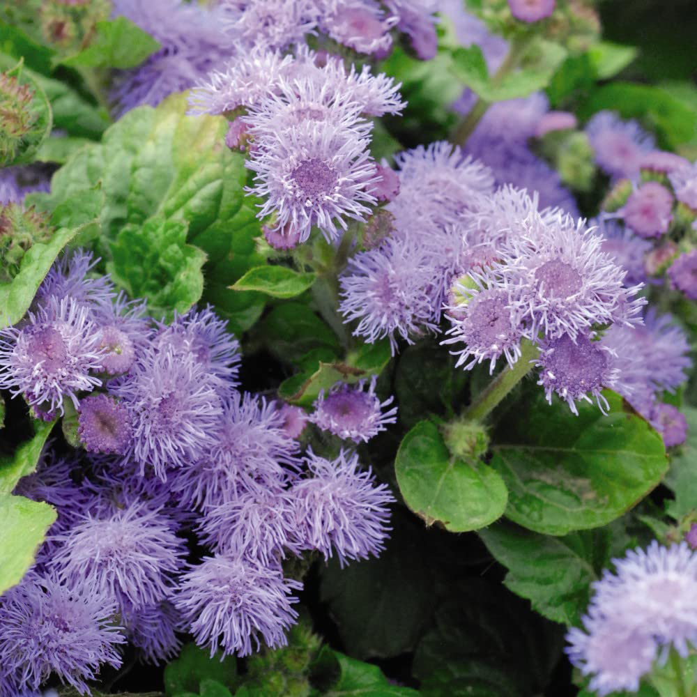 Thompson & Morgan Ageratum Blue Mink Seeds Image