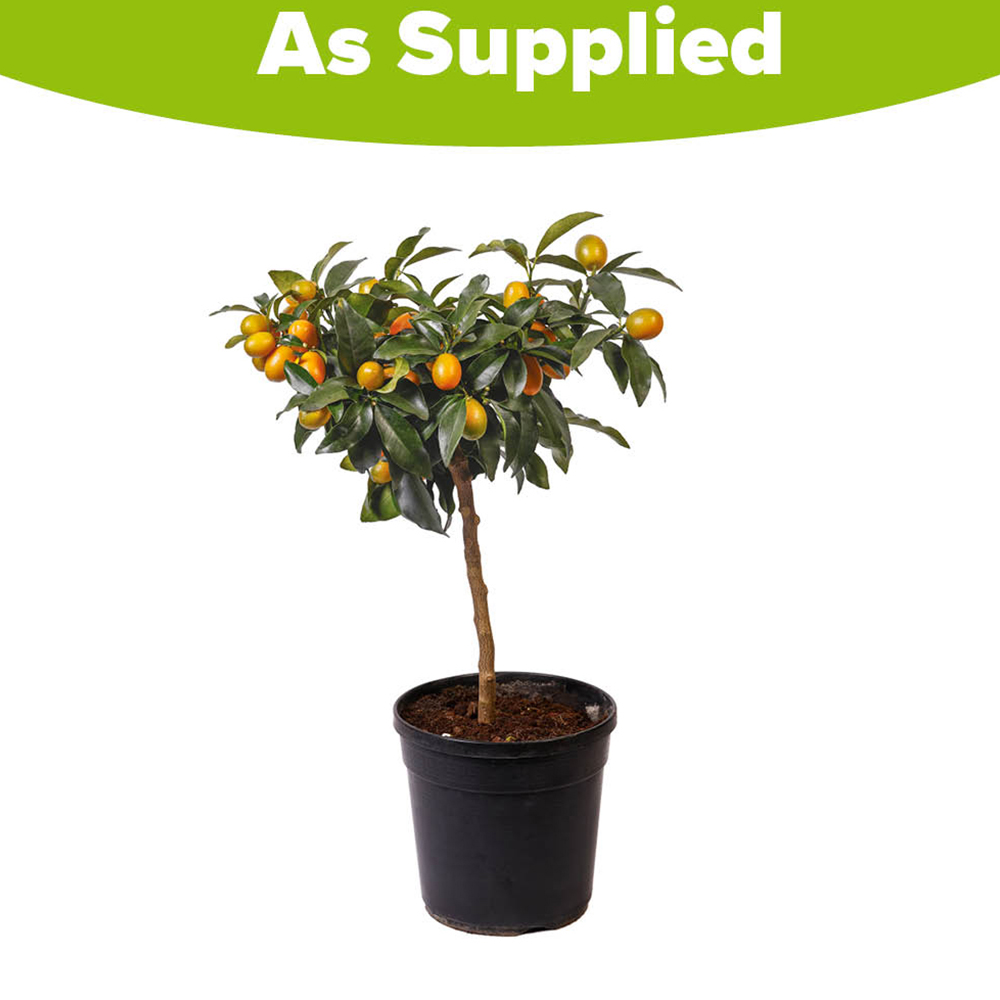 YouGarden Citrus Kumquat Tree in Pot Image 3