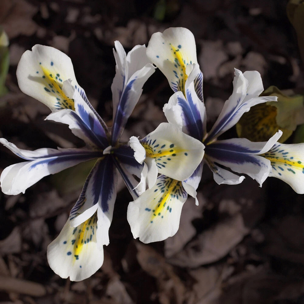 Thompson and Morgan Iris Eyecatcher Spring Planting Bulb 16 Pack Image 2