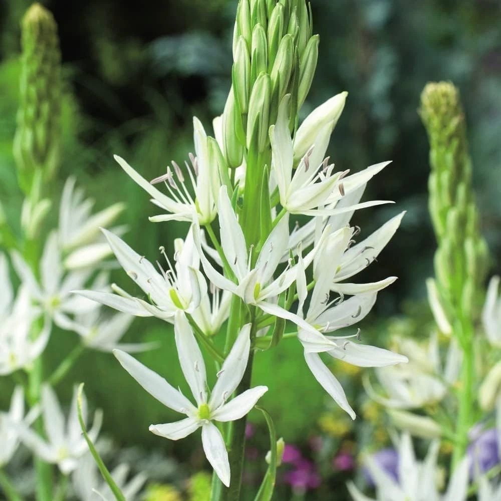 Thompson and Morgan Camassia Leichtlinii Alba Planting Bulb 6 Pack Image 4