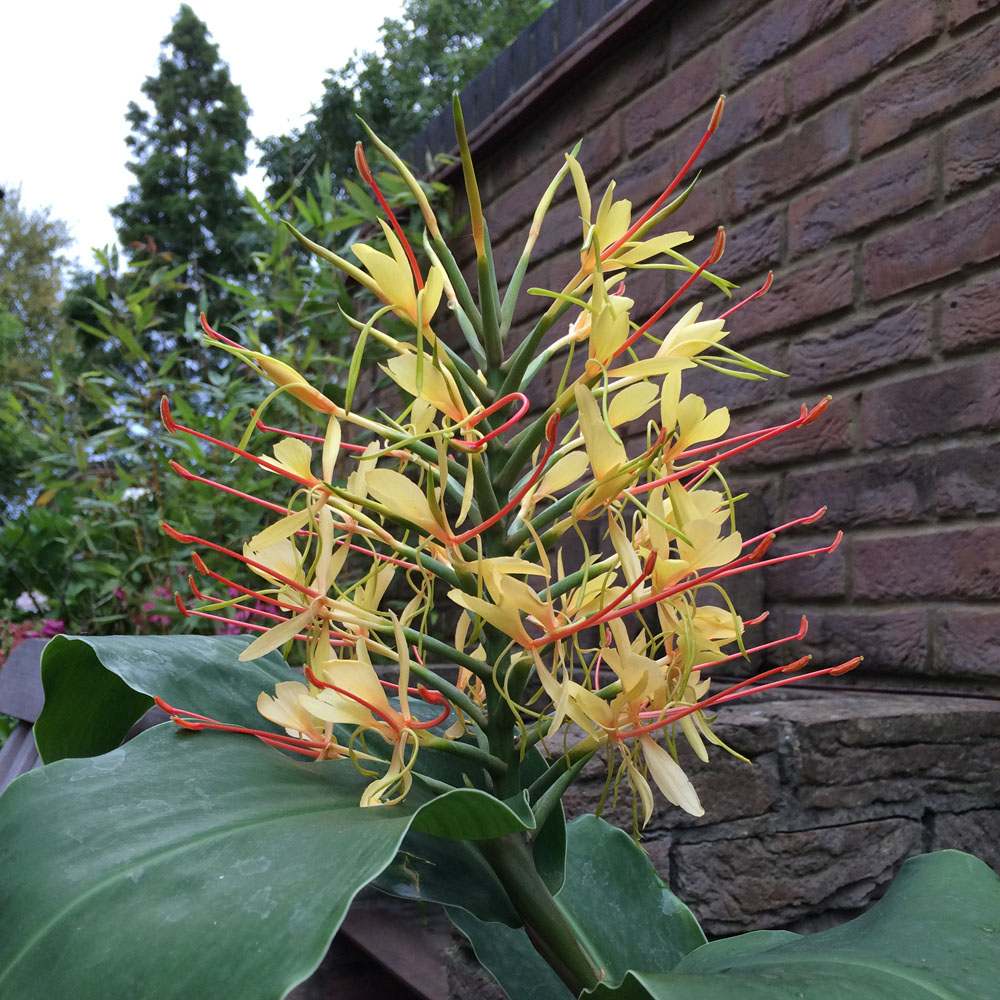 YouGarden Yellow Hardy Ginger Lily Hedychium Tuber 2 Pack Image 3