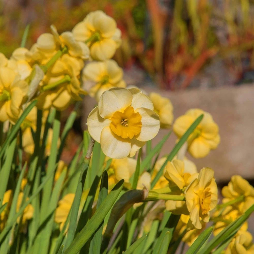 Thompson and Morgan Daffodil Jonquilla Sundisc Planting Bulb 32 Pack Image 3