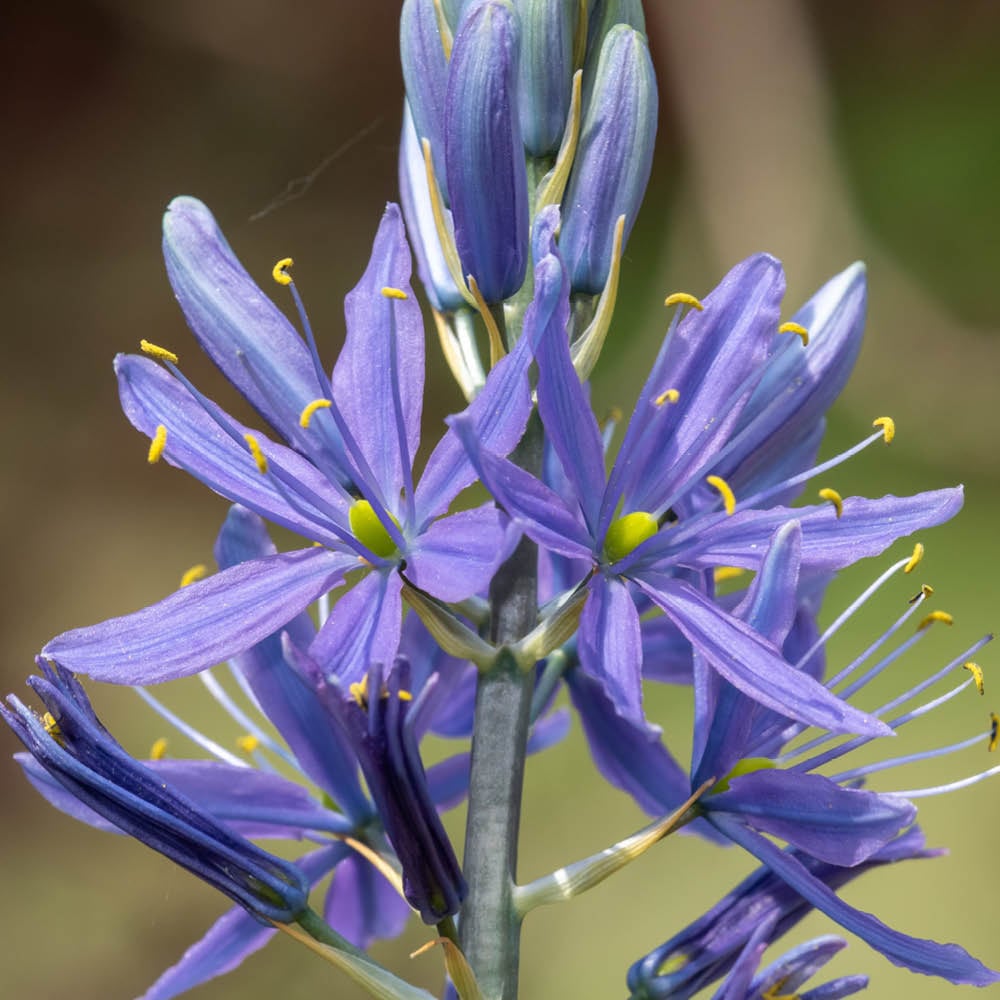 YouGarden Camassia Quamash Planting Bulb 50 Pack Image 1