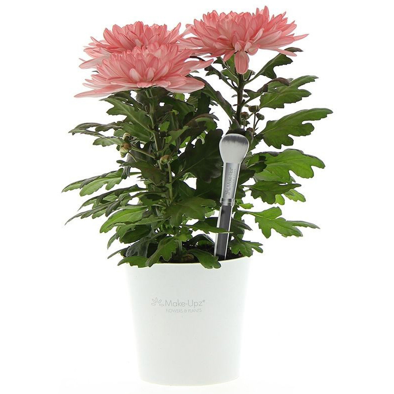 Chrysanthemum Special Plant Image 3