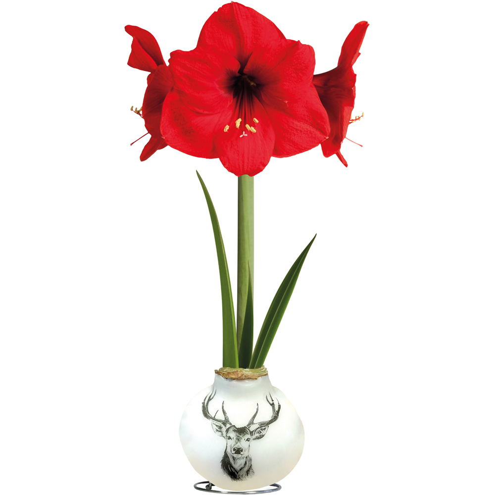 Thompson and Morgan Christmas Gift Porcelain Stag Amaryllis in Touch of Wax 2 Pack Image 4