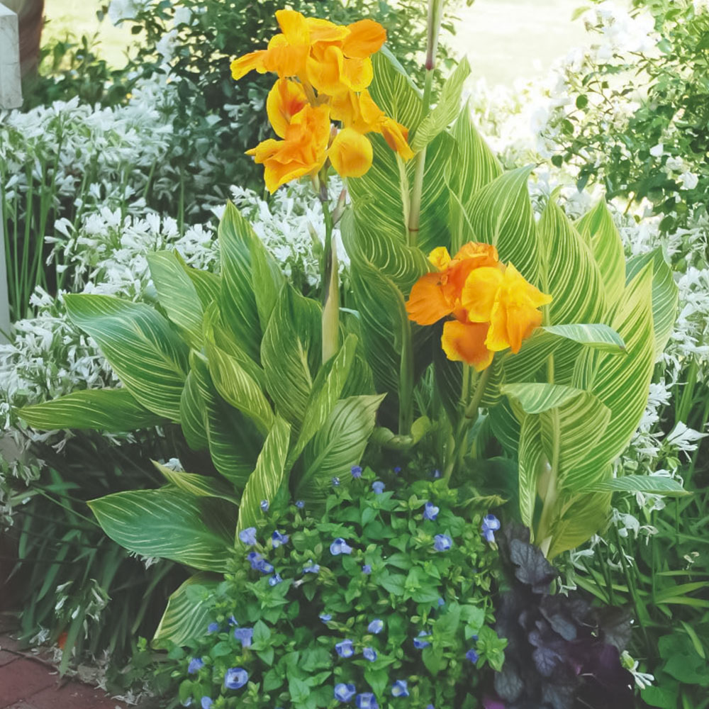 Thompson and Morgan Canna Tropicanna Gold Plant Pot 4.5L Image 1