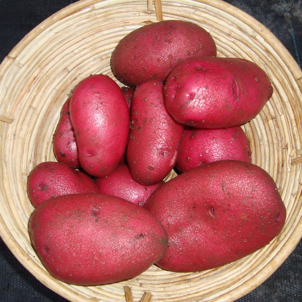 Wilko Potato Red Duke of York Seed 2kg Image