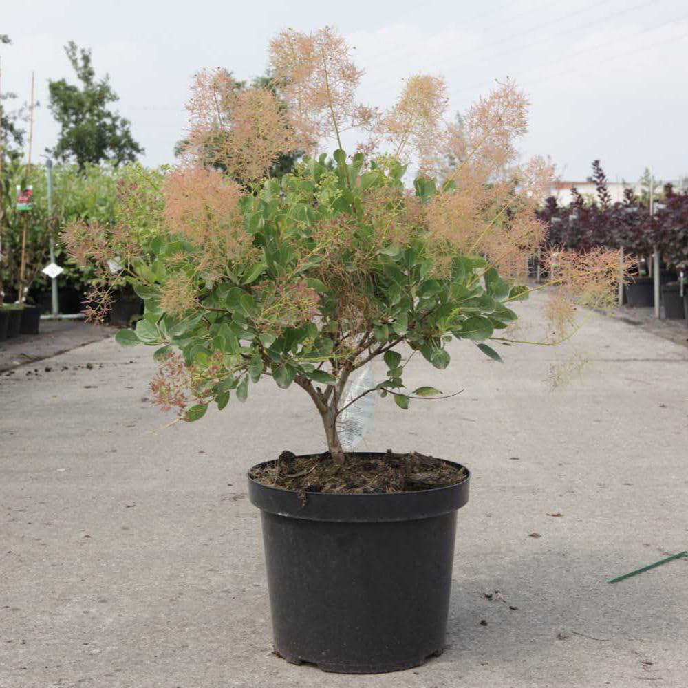 Thompson and Morgan Cotinus Coggygria Young Lady Plant Pot 25L Image 2