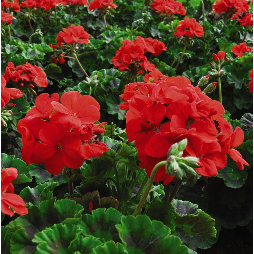 Thompson and Morgan Geranium Best Red Plant Plug 36 Pack with Incredibloom Fertiliser 100g Image 3