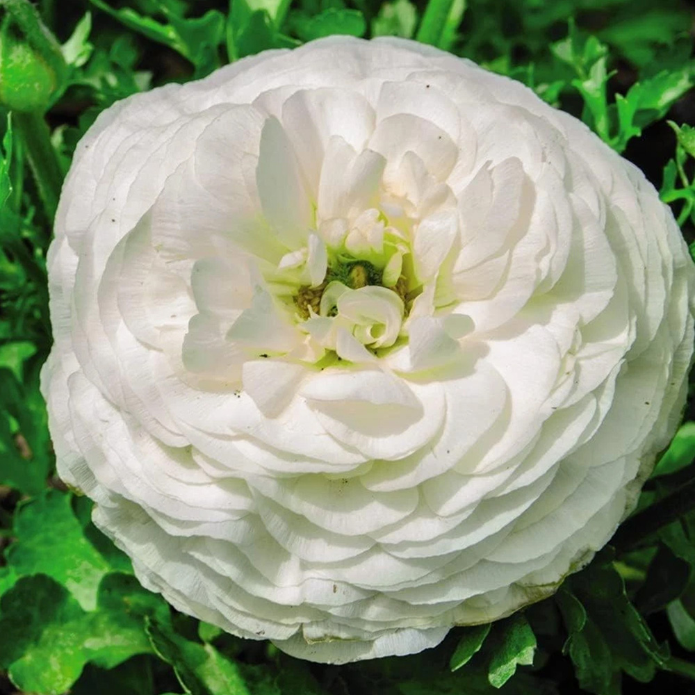 Thompson and Morgan Ranunculus White Autumn Planting Bulb 16 Pack Image 1
