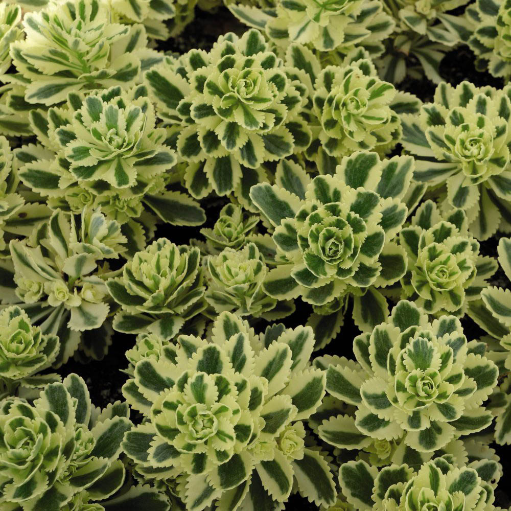 Thompson and Morgan Sedum Atlantis Plant Pot 9cm Image 4