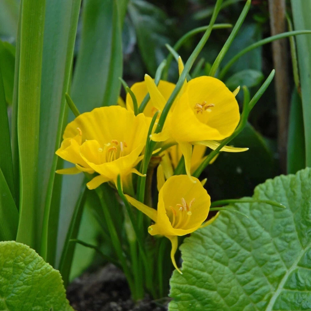 Thompson and Morgan Daffodil Golden Bells Planting Bulb 16 Pack Image 4