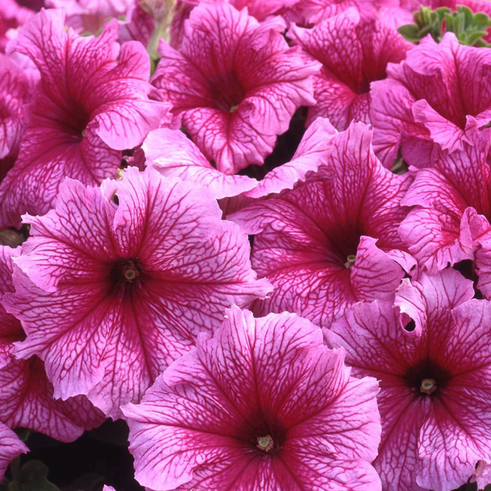 Thompson and Morgan Petunia Express Mixed Garden Ready Plant 15 Pack Image 5