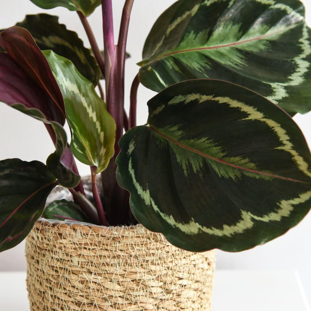 Thompson and Morgan Calathea Roseopicta Medallion Plant Pot 19cm 2 Pack Image 4