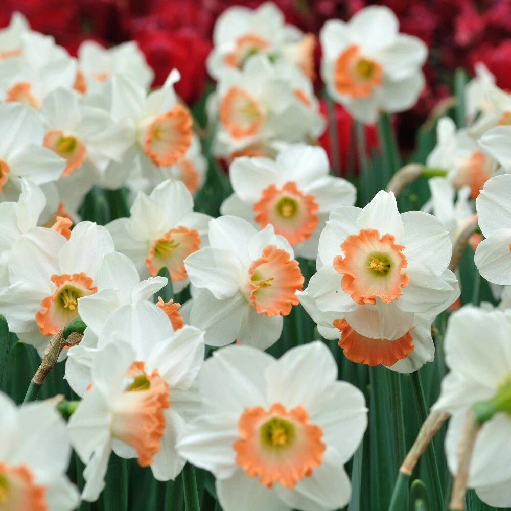 Thompson and Morgan Daffodil Passionale Planting Bulb 16 Pack Image 1