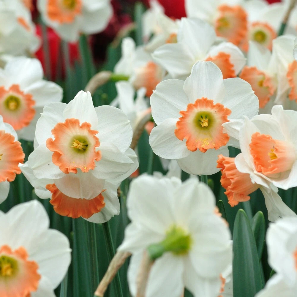 Thompson and Morgan Daffodil Passionale Planting Bulb 16 Pack Image 3