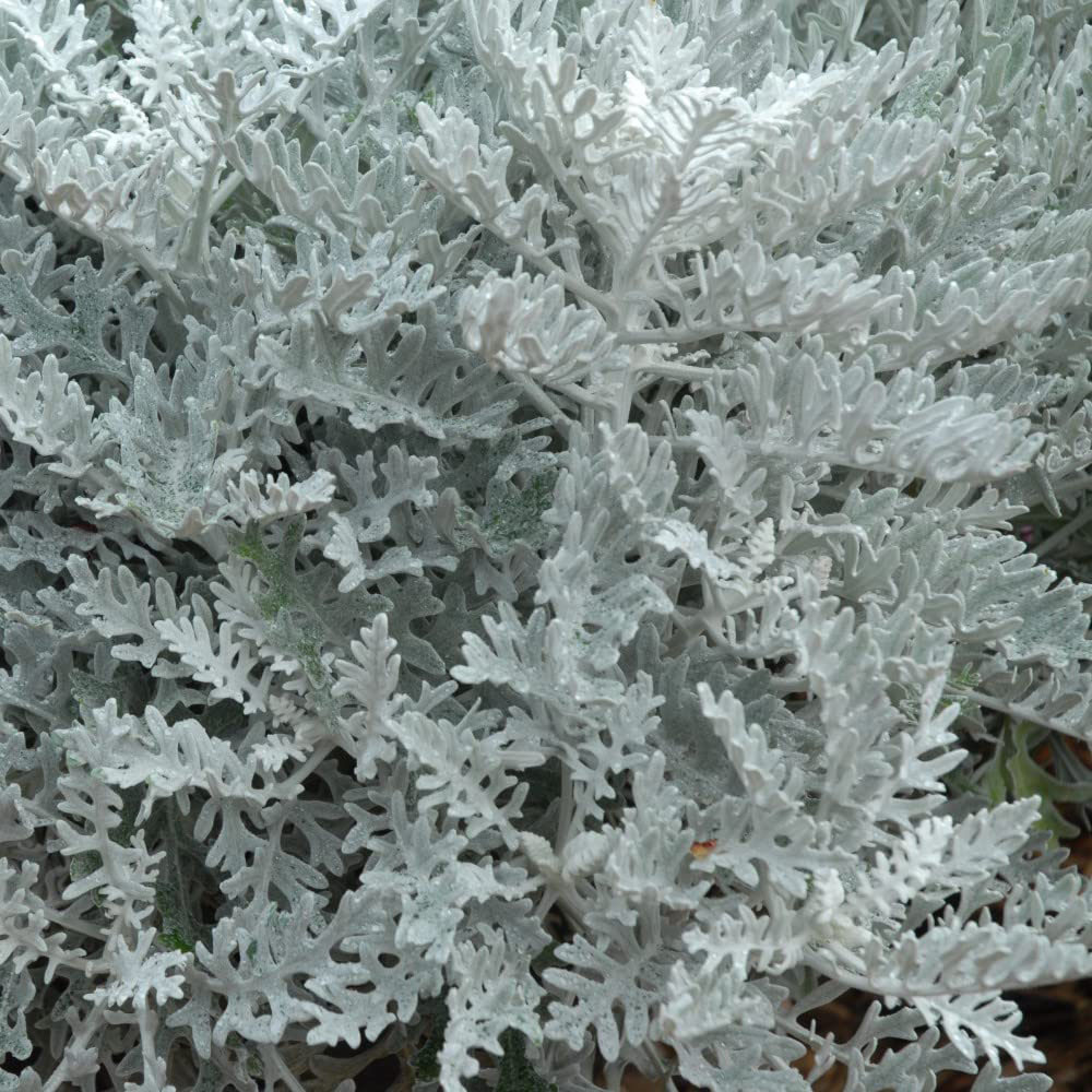 Thompson and Morgan Cineraria Silver Dust Garden Ready Plant 15 Pack Image 3