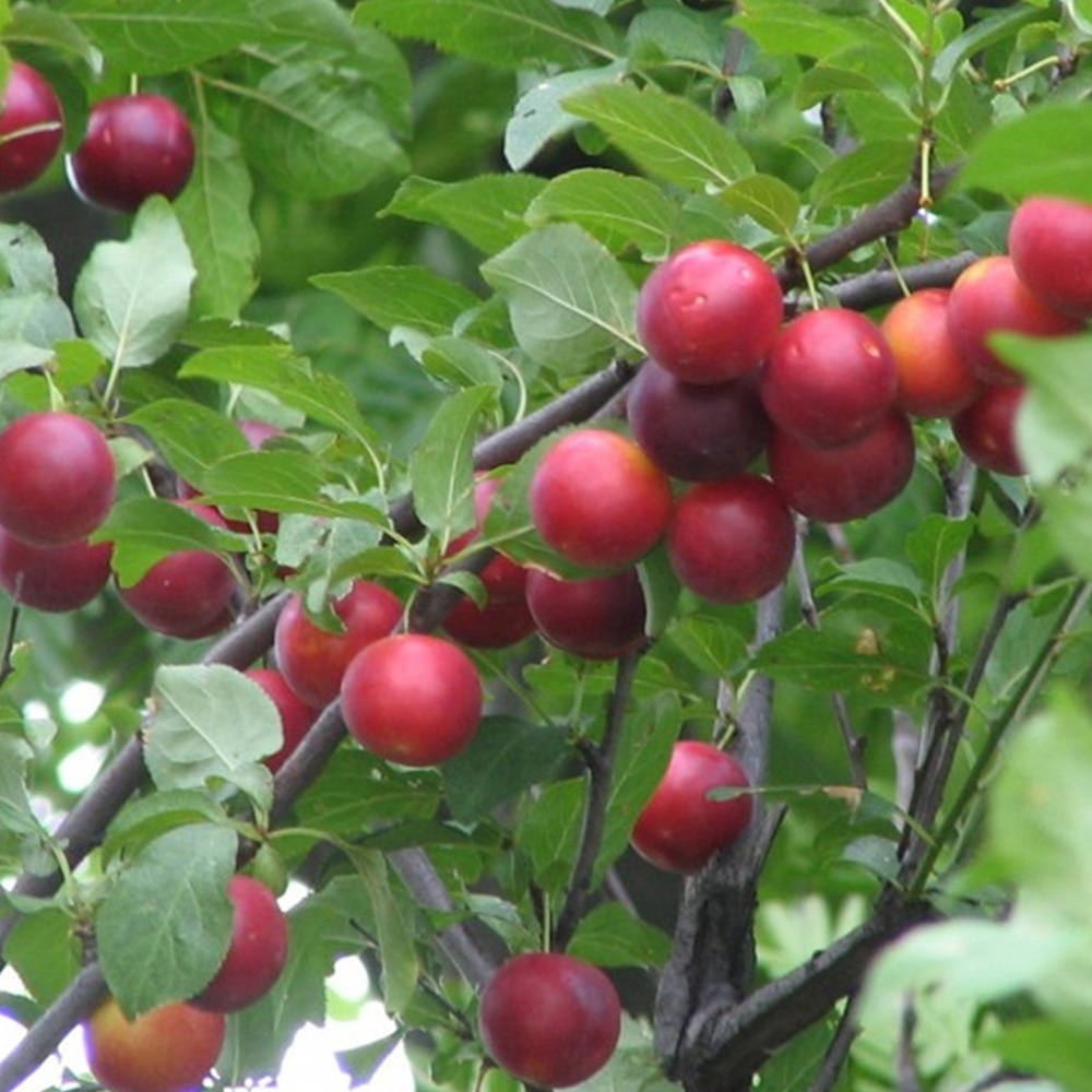 Inspirational Gifting Cherry Plum Bare Root Hedge Plant Saplings 2-3ft 20 Pack Image 5