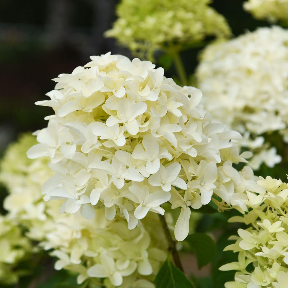 Thompson and Morgan Hydrangea Paniculata Skyfall Plant Pot 3L Image 1