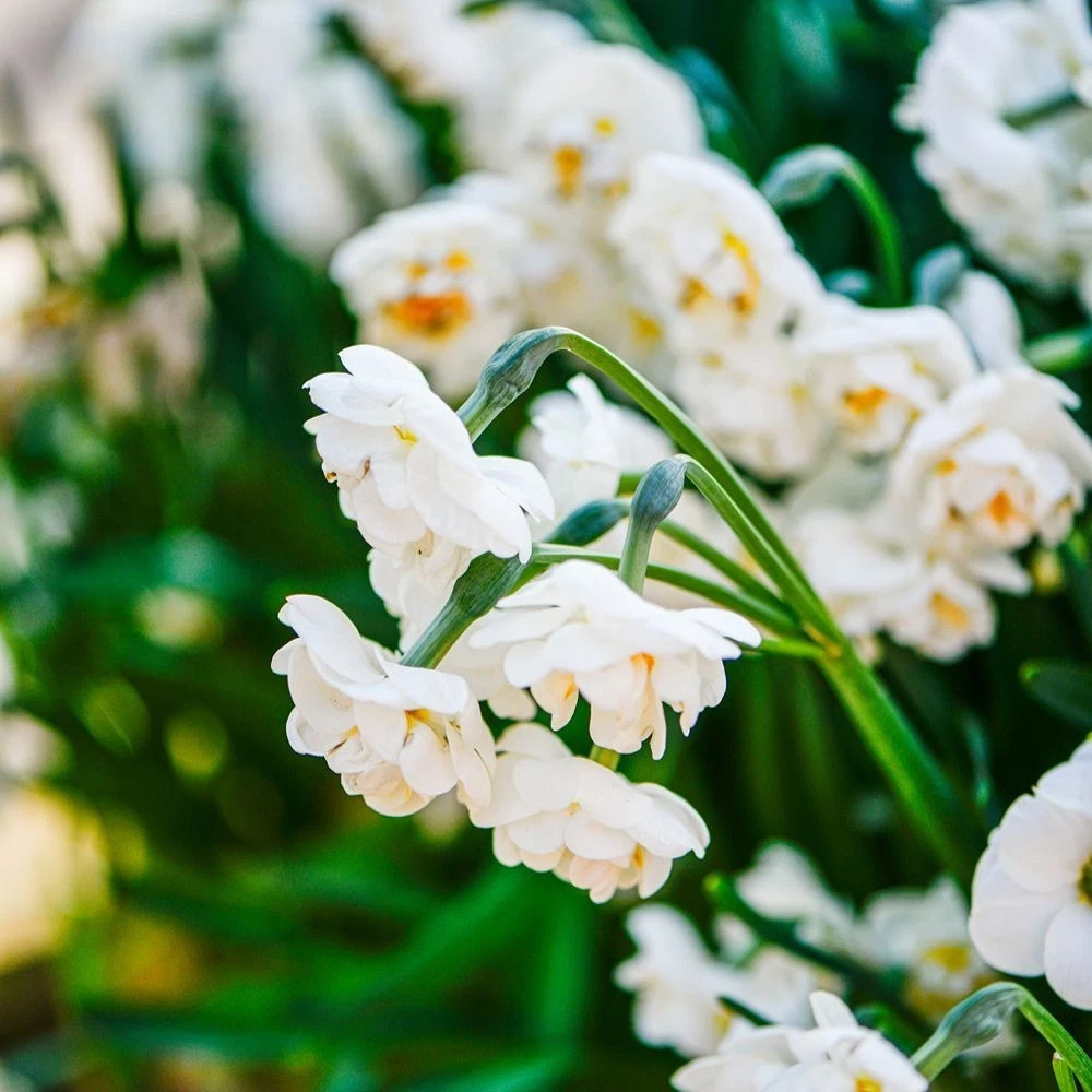 Thompson and Morgan Daffodil Bridal Crown Creamy White and Yellow Planting Bulb 8 Pack Image 7