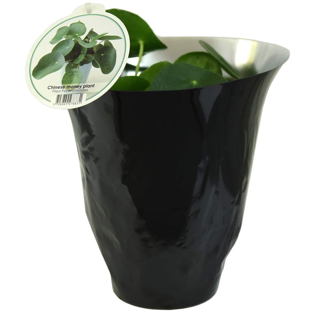 Thompson & Morgan Pilea Peperomioides Chinese Money Plant Potted Plant 11cm Image 3