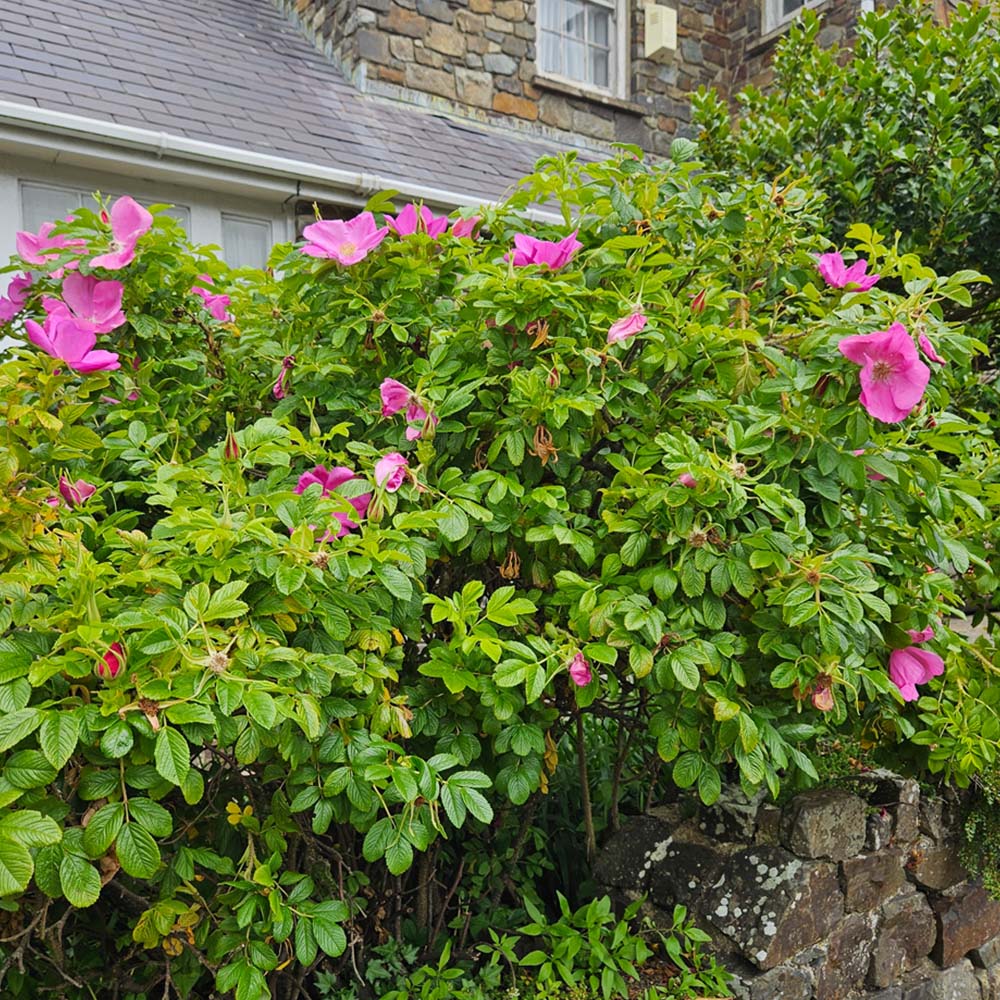 Inspirational Gifting Hedging Rose Bare Root Hedge Plant Sapling 30-60cm 5 Pack Image 3