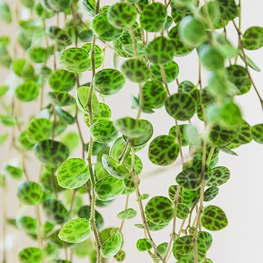Thompson and Morgan Peperomia Prostrata Tender Perennial Trailing Potted Houseplant 6cm Image 2