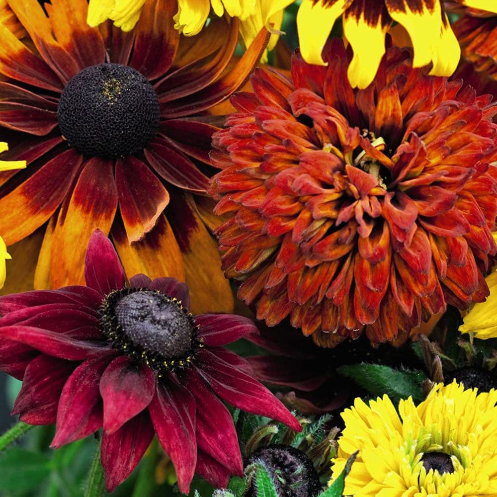 Thompson and Morgan Rudbeckia All Sorts Mixed Garden Ready Plant 15 Pack Image 5