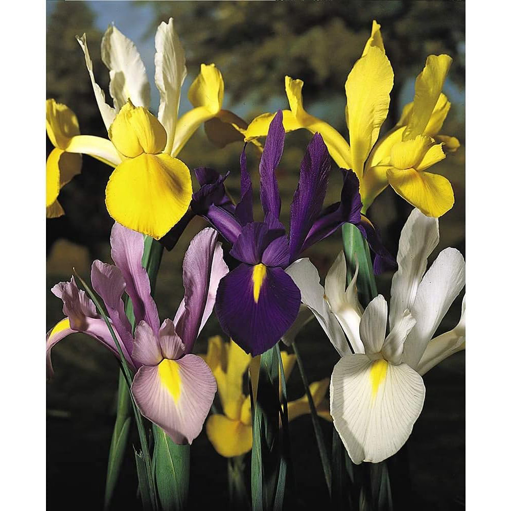 Thompson and Morgan Iris Dutch Mixed Bulbs Size 06/07 100 Pack Image 3