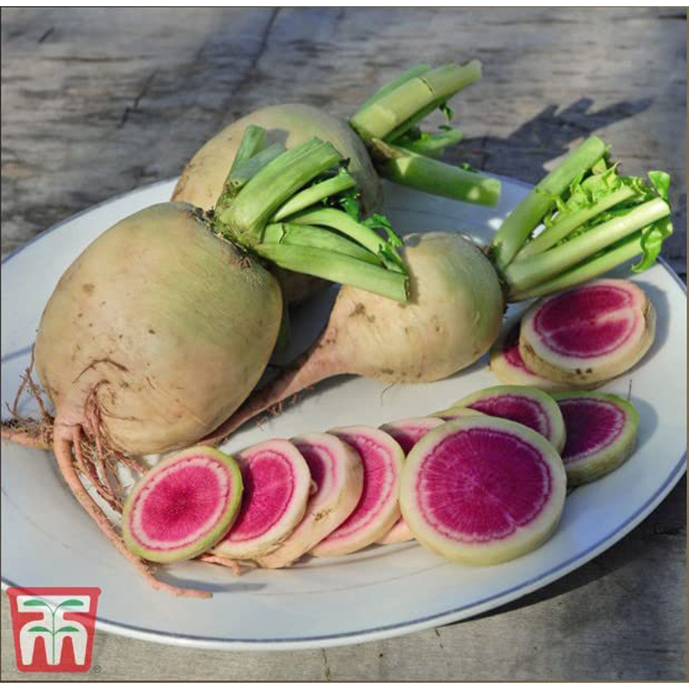 Thompson & Morgan Radish Misato Rose Flesh Seeds Image 2