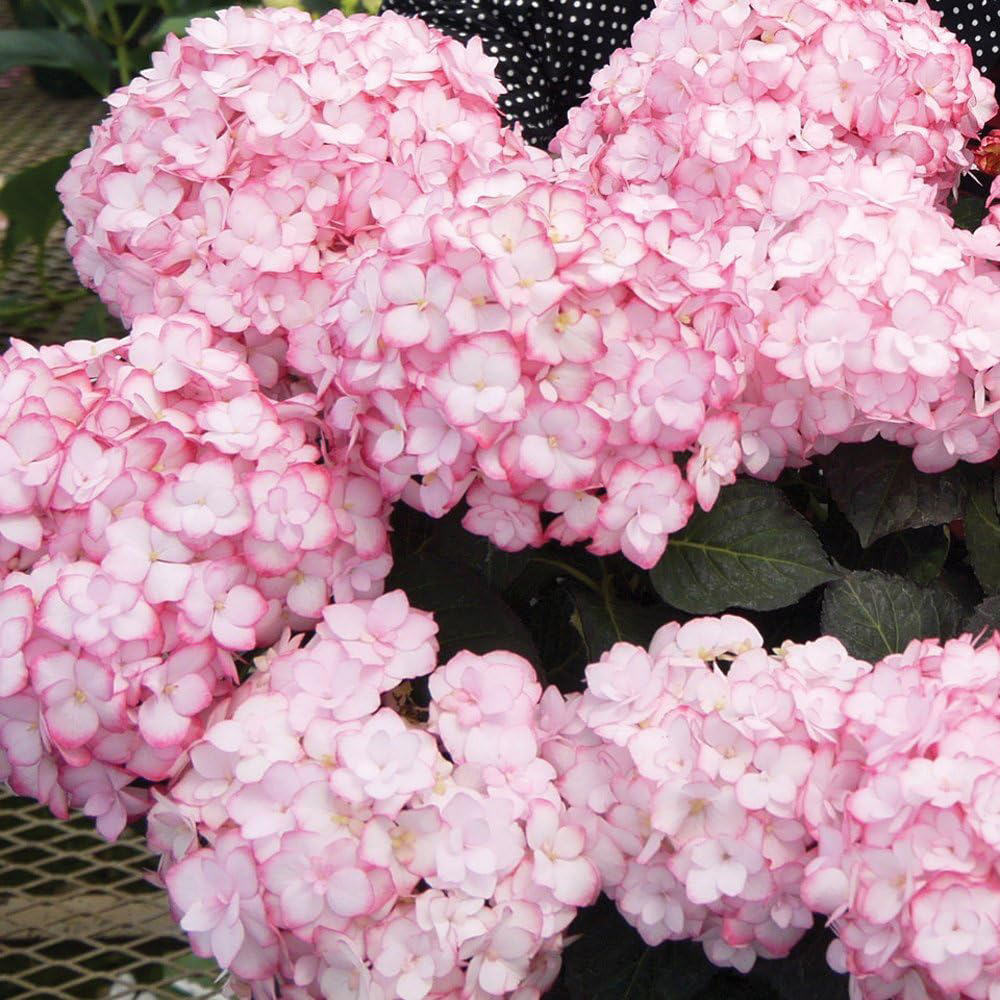 Thompson and Morgan Hydrangea Miss Saori Plant Pot 9cm Image 4